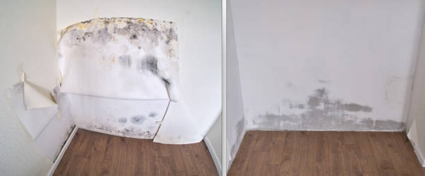 Trusted Coaldale, PA Mold Removal Experts